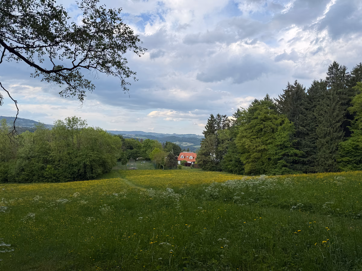 A wildflower meadow running down to forest and hills under a cloudy sky